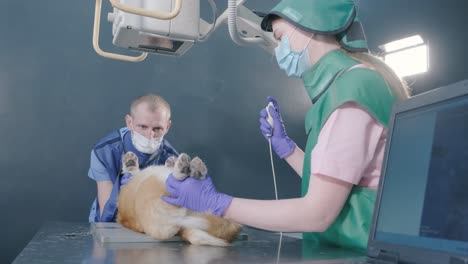 veterinarian team examining dog in x-ray room