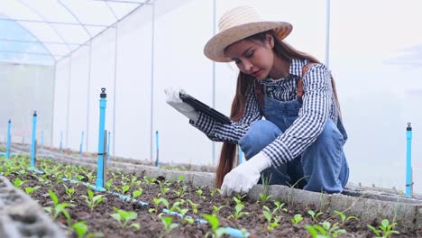 farmer checking fresh organic vegetable in hydroponic smart farm, produce harvest vegetable  agriculture with business, healthy clean food concept.