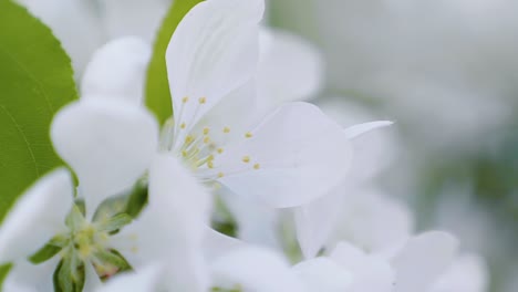 primer plano macro de hermosas flores blancas en una cálida mañana de primavera