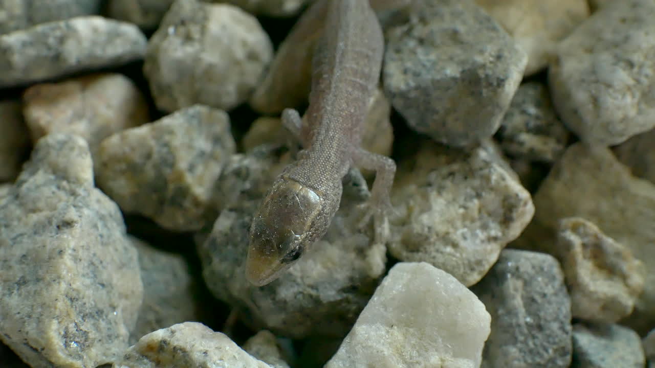 toma macro de un pequeño lagarto bebé salvaje respirando y moviéndose, luego huyendo del peligro rápidamente en pequeñas rocas