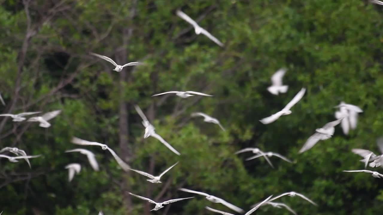 제비갈매기는 전 세계 바다, 강 및 기타 더 넓은 수역에서 볼 수 있는 바닷새입니다.