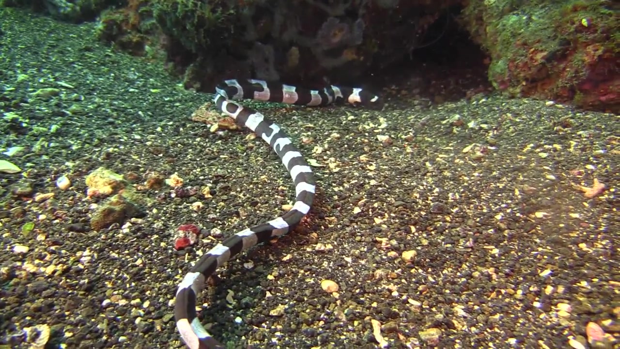 Saddled snake eel searching for food on sandy bottom in ocean next to a coral block, occasionally looking into crevices. View from above
