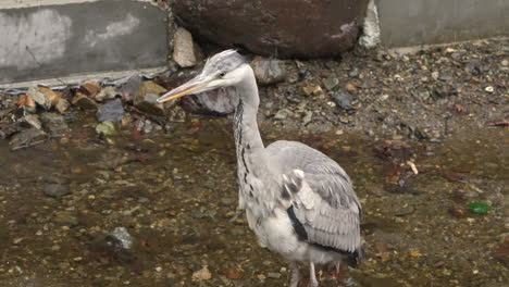 close-up of grey heron foraging while standing still in a gentle stream on a rainy day