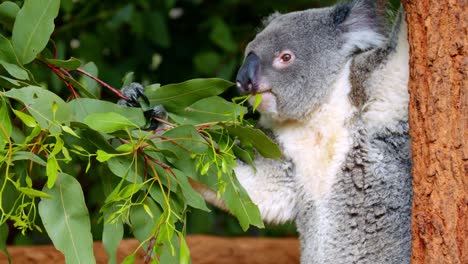 oso koala comiendo hojas de eucalipto verde en un árbol en brisbane, australia