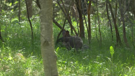 Dos-Wallaby-Rojos-Alimentándose-De-Un-Campo-De-Hierba-Verde-En-Australia