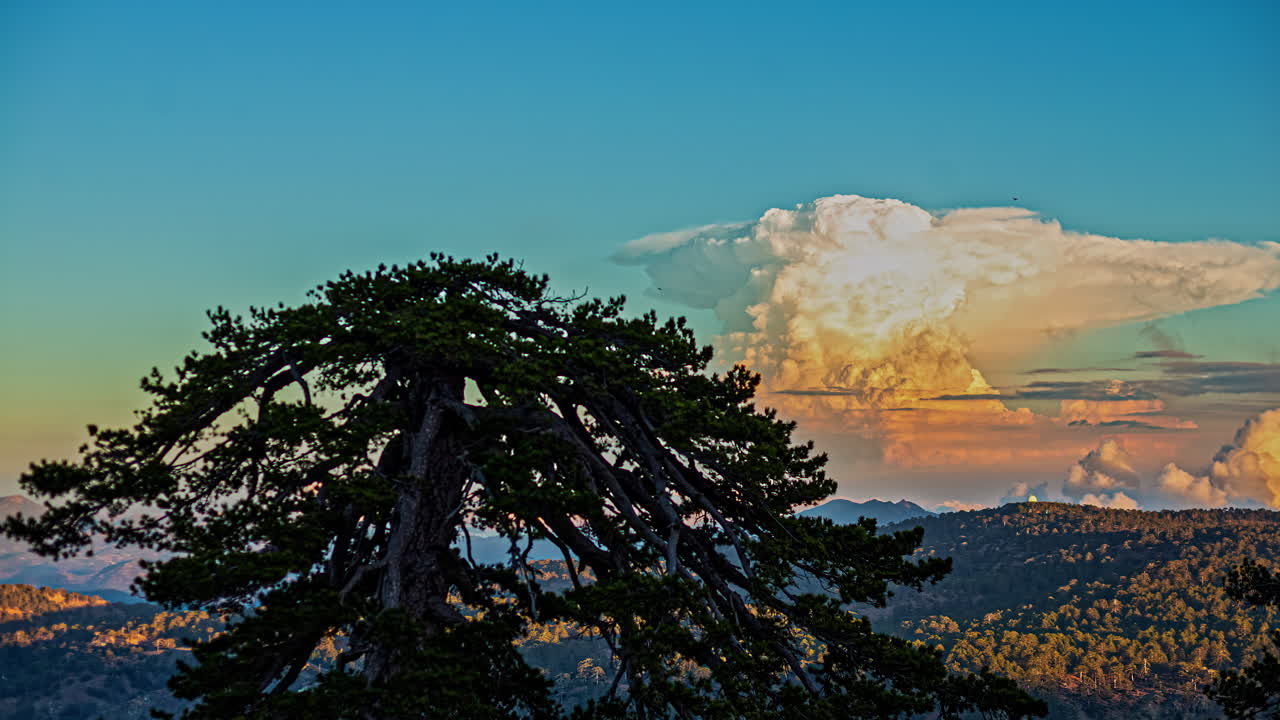 올림포스 산의 오래된 소나무 뒤에 푸른 하늘에 구름이 쌓여 있습니다.