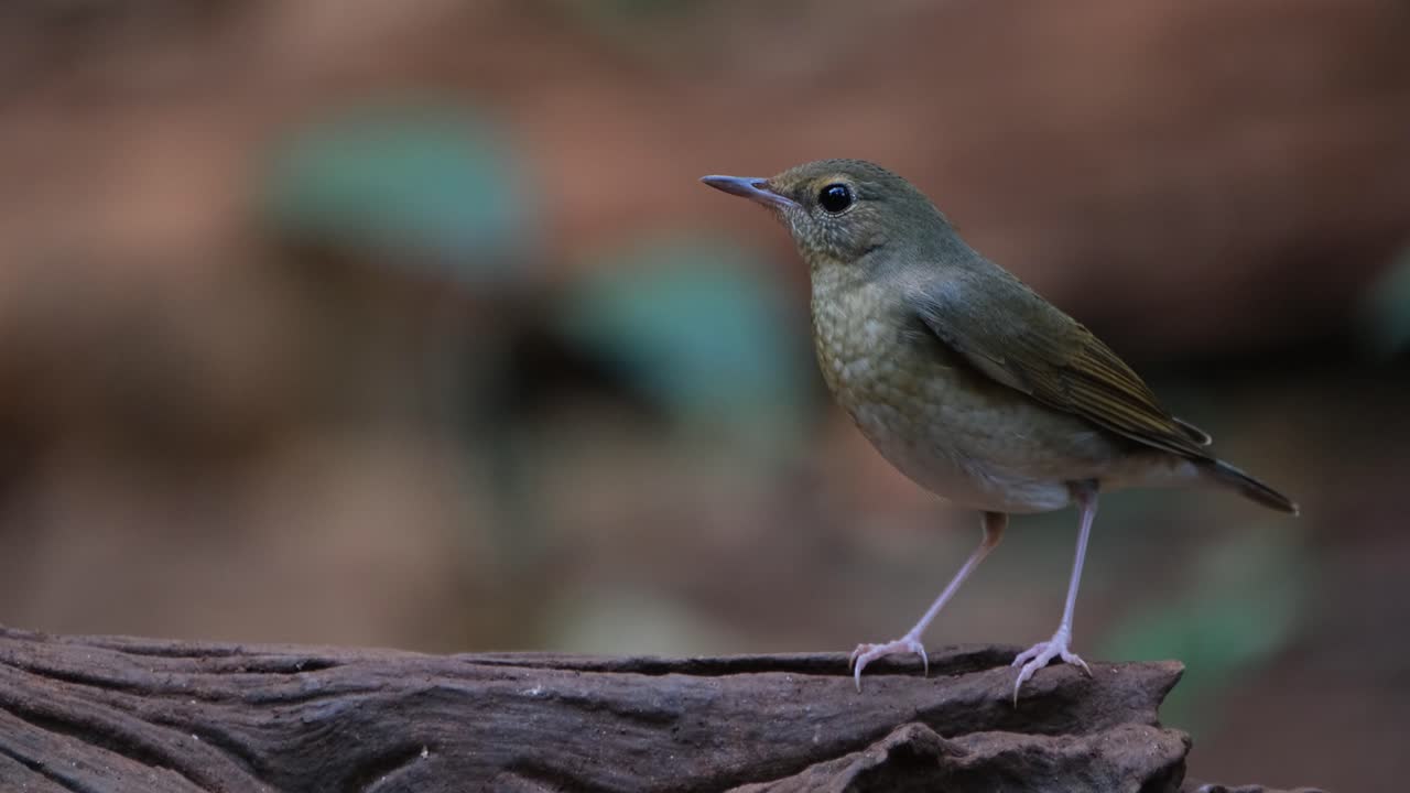visto en un tronco en el lado derecho mientras la cámara hace zoom en el bosque, robin azul siberiano larvivora ciane hembra, tailandia