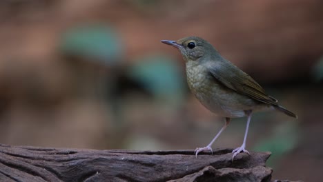 Auf-Einem-Baumstamm-Auf-Der-Rechten-Seite-Zu-Sehen,-Während-Die-Kamera-In-Den-Wald-Hineinzoomt,-Weibchen-Des-Blaurotkehlchens-Larvivora-Cyane,-Thailand