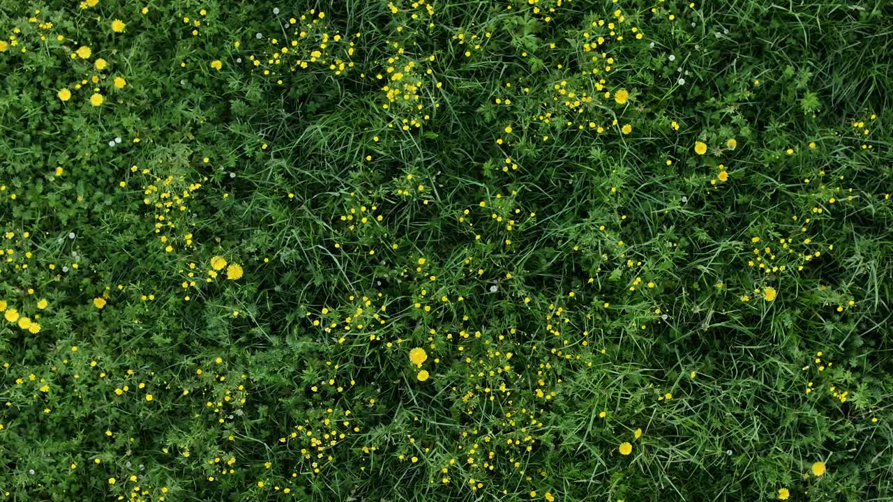 hierba verde fresca de primavera con flores amarillas de prado