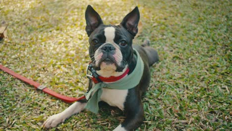 boston terrier lying in grass