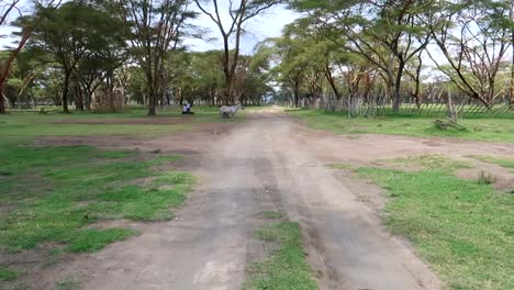 Handheld-shot-as-approaching-a-zebra-on-a-road-in-Crescent-Island,-Kenya,-Africa