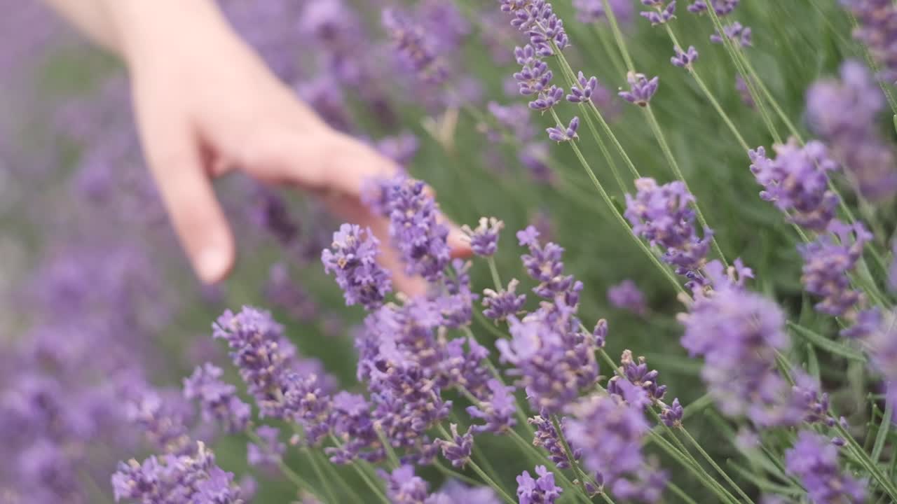 mano a través de flores de lavanda en medio de un hermoso parque mientras primavera en italia