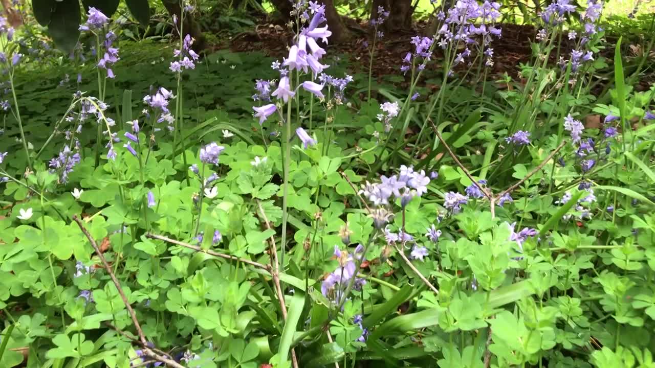 진달래 꽃 관목, 나무, 봄에 만발한 관목