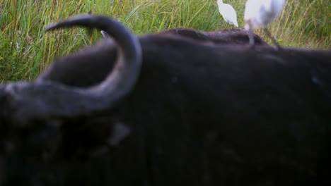 Newborn-buffalo-calf-with-his-mother-walking-and-grazing-in-the-forest-with-ergets-around