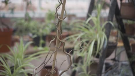 green tropical plants and foliage in a greenhouse