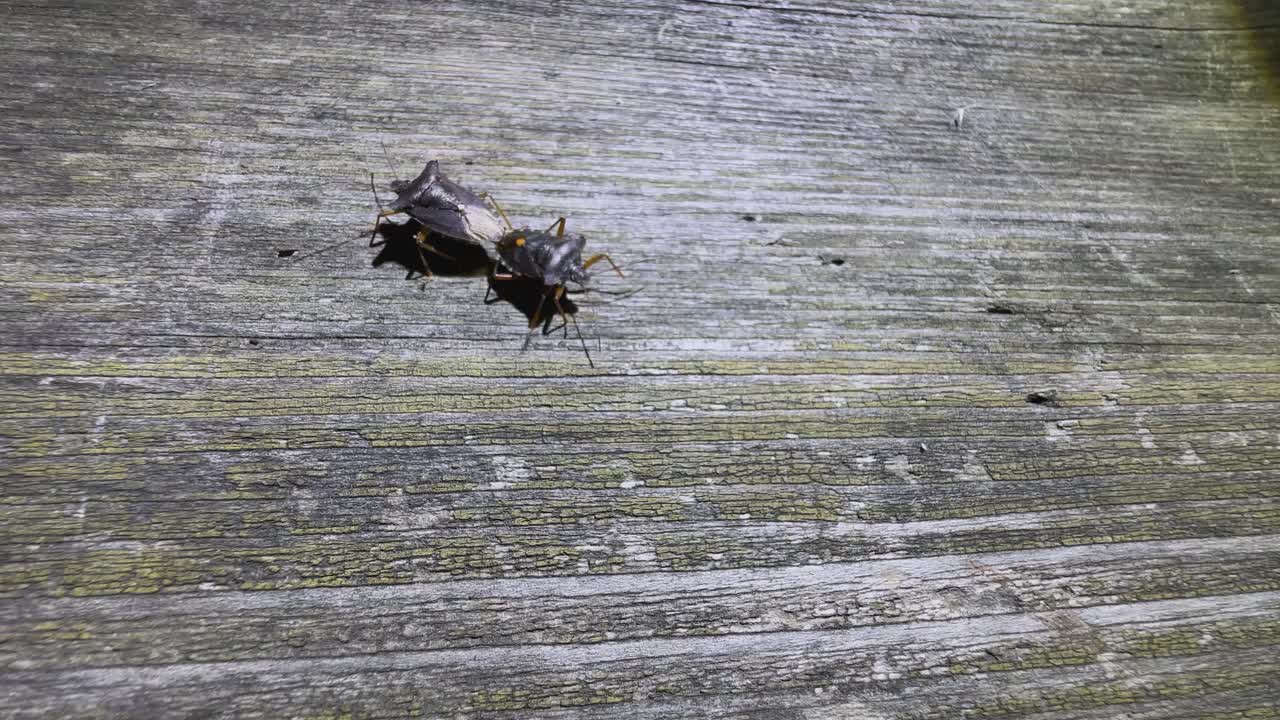 insectos del bosque de apareamiento (pentatoma rufipes) caminando por la noche sobre una vieja mesa de madera, estonia.