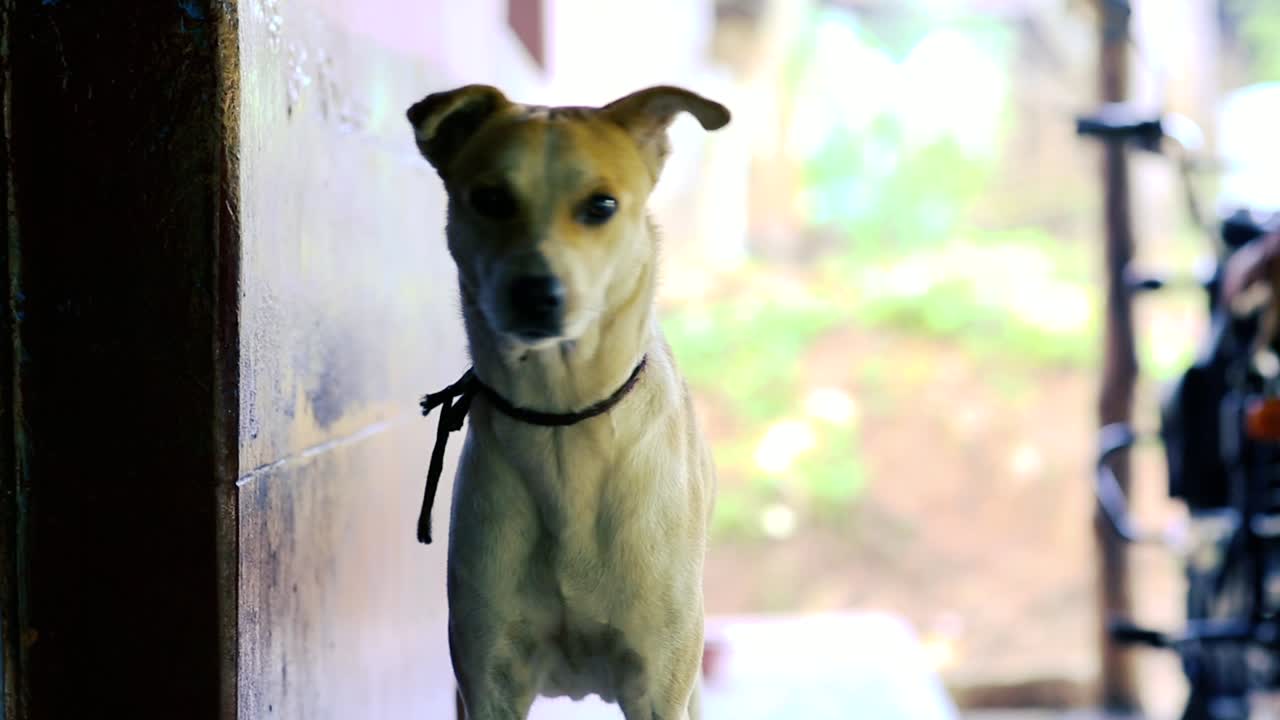 un pequeño perro feliz se para afuera moviendo la cola y mirando alrededor