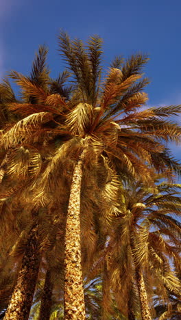 palm trees under a golden sky