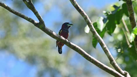 Gebänderter-Breitschnabel,-Eurylaimus-Javanicus,-Khao-Yai-Nationalpark,-Thailand