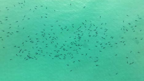leopard sharks spawning in the shallows