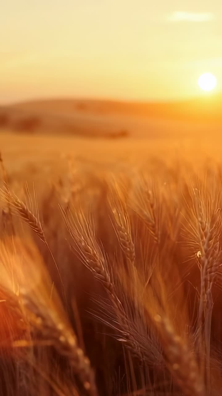 Vertical video: Sun descent drawing camera gliding through wheat in rural field, with lens flare