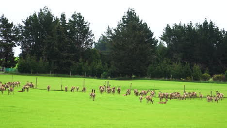 Schwenken-Sie-Direkt-In-Ein-Eingezäuntes-Feld-Voller-Rothirsche,-Die-Auf-Saftig-Grünem-Gras-Grasen