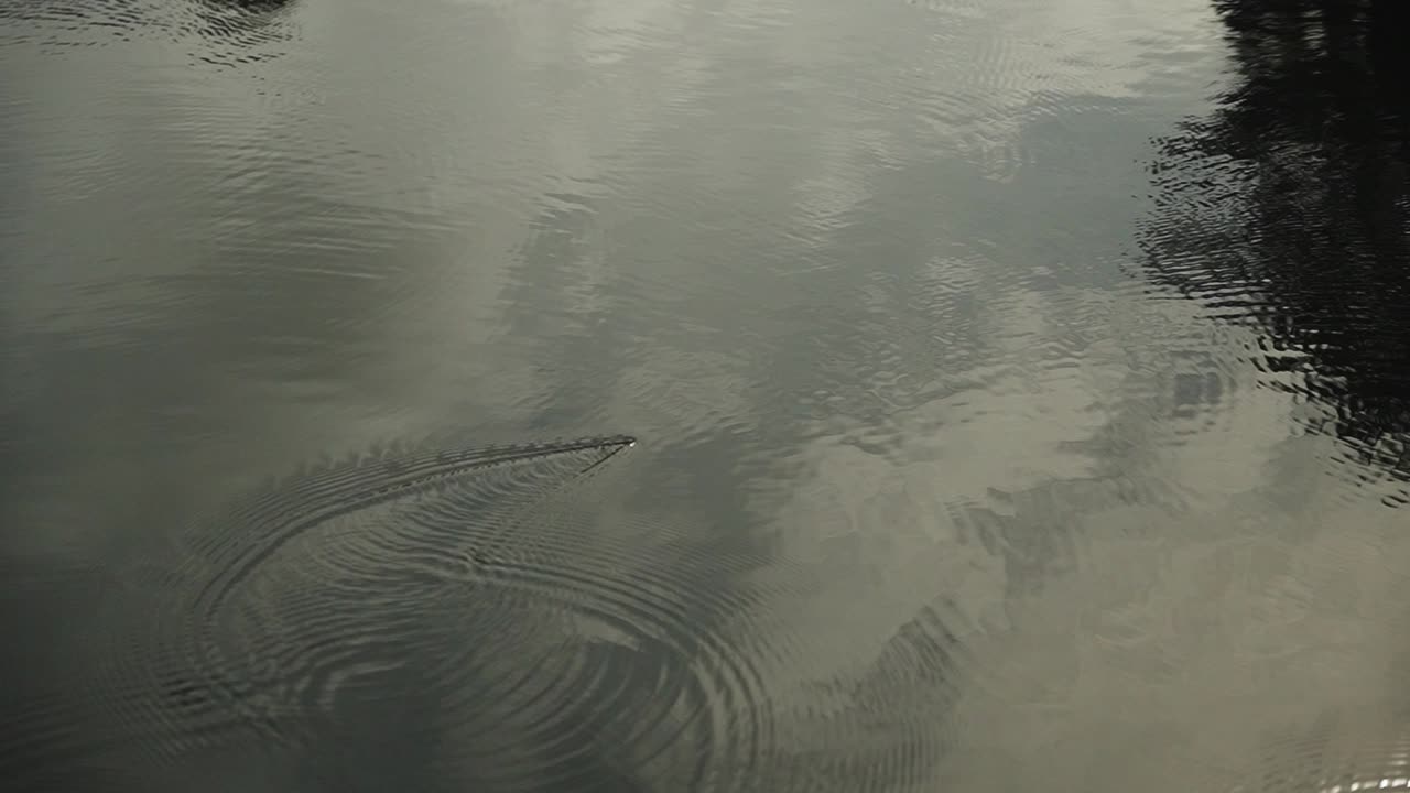 Water skim bugs zipping across glass calm water Super slow motion HD 30p