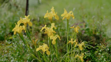 primer plano de flores amarillas vibrantes que florecen en un prado verde exuberante