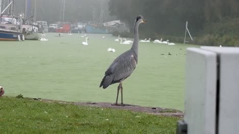 common grey heron bird hunting on misty river canal slow parallax left