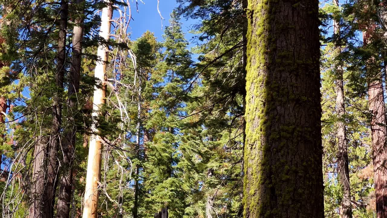 Muschio che cresce sul tronco di un albero in una pineta, paesaggio della Sierra Nevada.