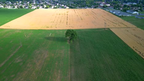 Aerial-drone-view-of-agriculture-farmland-during-sunset