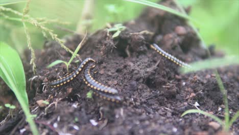 Group-of-black-indian-cenitpedes-crawling-on-rainforest-floor