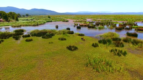 Toma-Aérea-Del-Humedal-El-Kala-Con-Vacas-Y-Caballos