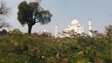 far away view of idyllic taj mahal from behind mughal garden vegetation