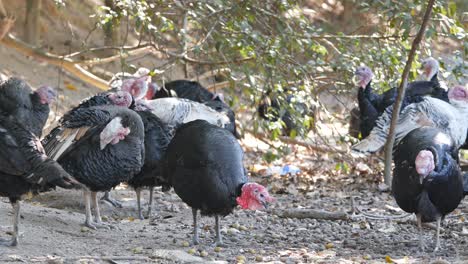 aves de pavo negro