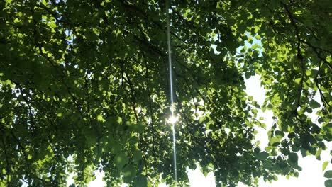 sunlight seen through branches