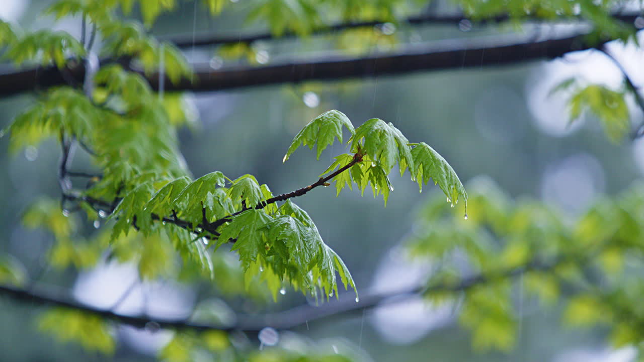 Steady Rain Falling on Tree Branches with Leaves - Slow Motion ...