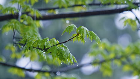 steady rain falling on tree branches with leaves - slow motion