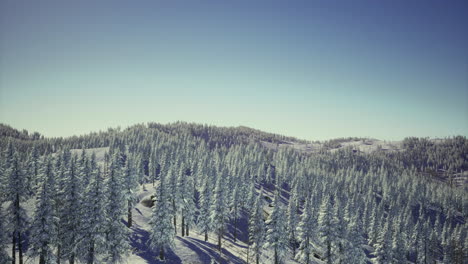 snowy trees under a clear blue sky in a peaceful winter scene