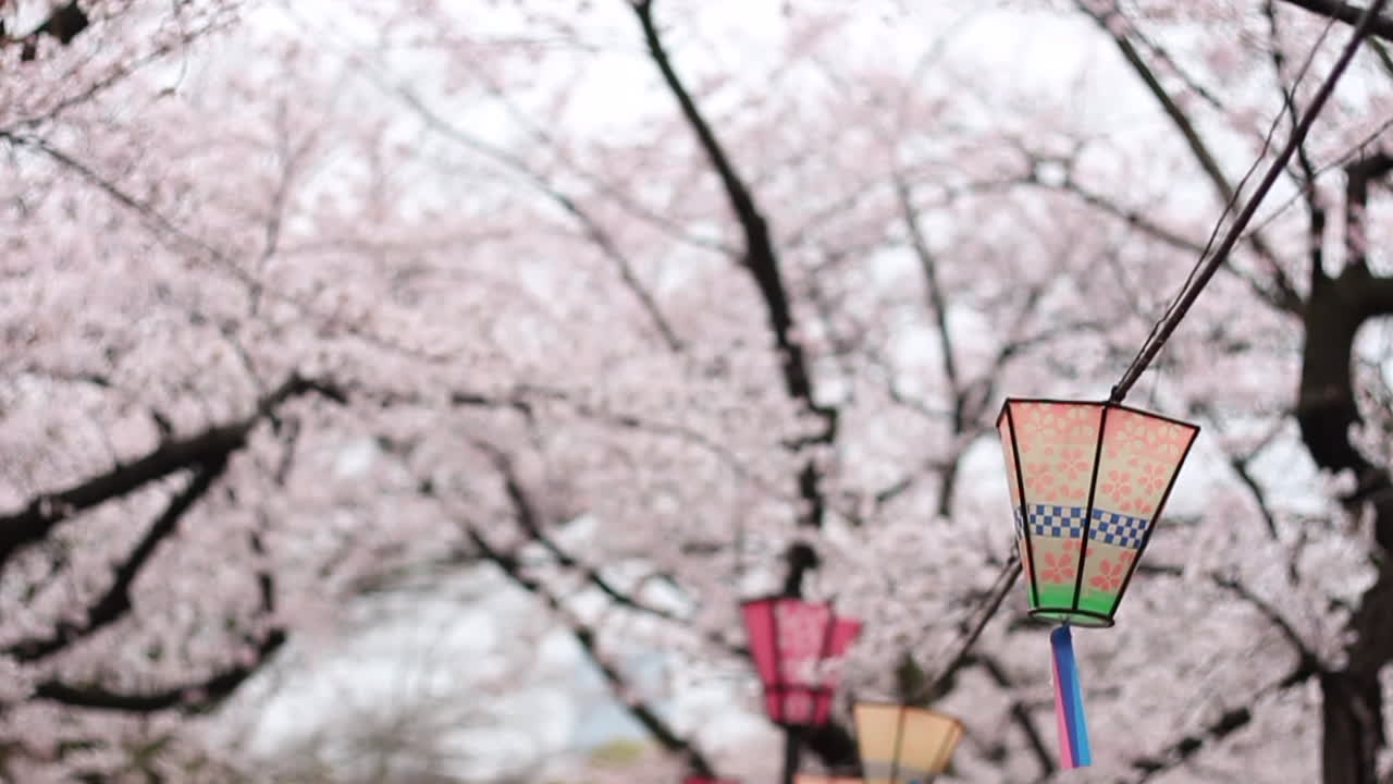 vídeo de inclinación vertical de linternas de colores debajo del castillo de osaka con cerezos en flor rosas