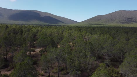 Forest-of-green-trees-on-a-sunny-day-with-hills-in-the-background,-vertical-drone-shot