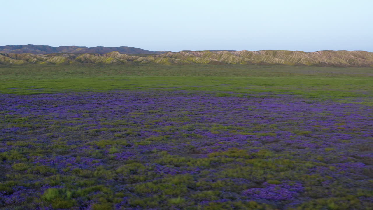 los drones aéreos vuelan flores violetas a lo largo de las llanuras de carrizo, a los pies de las colinas, el paisaje californiano, el fondo del horizonte azul.