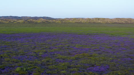 Luftdrohne-Fliegt-Violette-Blumen-Entlang-Der-Ausläufer-Der-Carrizo-Plains,-Kalifornische-Landschaft-Mit-Blauem-Skyline-Hintergrund