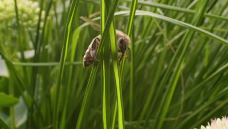 una abeja de miel se sumerge de una larga hoja de hierba a las flores debajo de ella