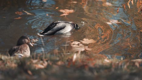 A-couple-of-mallard-ducks-grooming,-cleaning-feathers