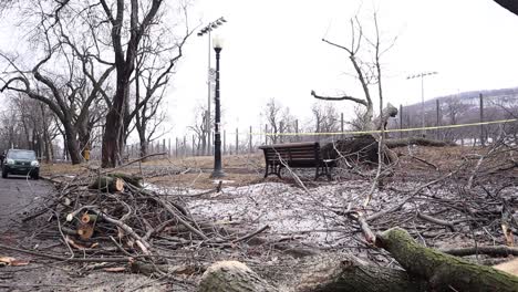 Handheld-wide-shot-of-fallen-and-splintered-trees-in-a-park