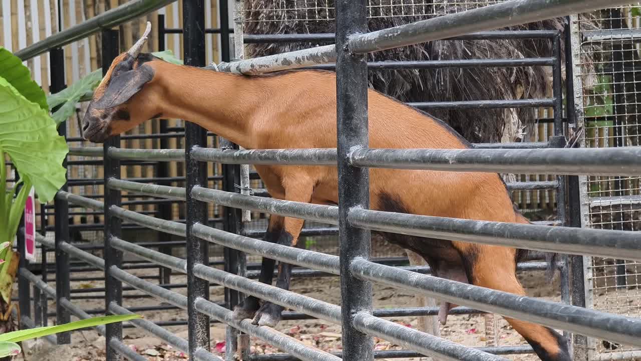 cabra detrás de una valla de metal