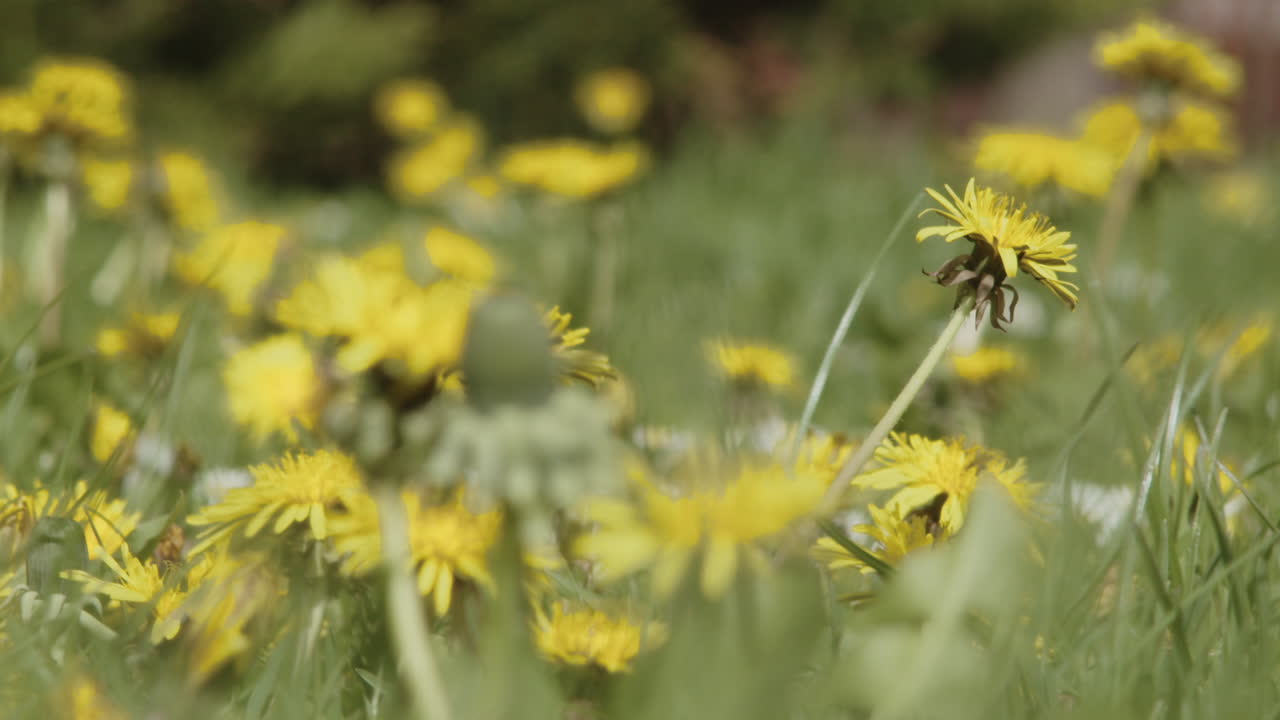 el viento en el prado bailó los primeros dientes de león en flor