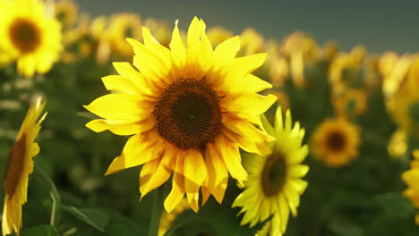 field of sunflowers