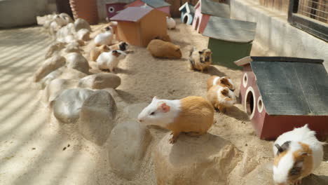 group of domestic guinea pigs waiting for feeding resting by wooden houses at mongo land petting zoo, da lat, vietnam